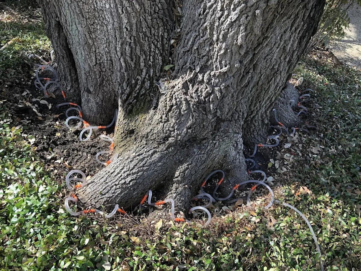Detailed Tree Cabling and Bracing job site in Sacramento