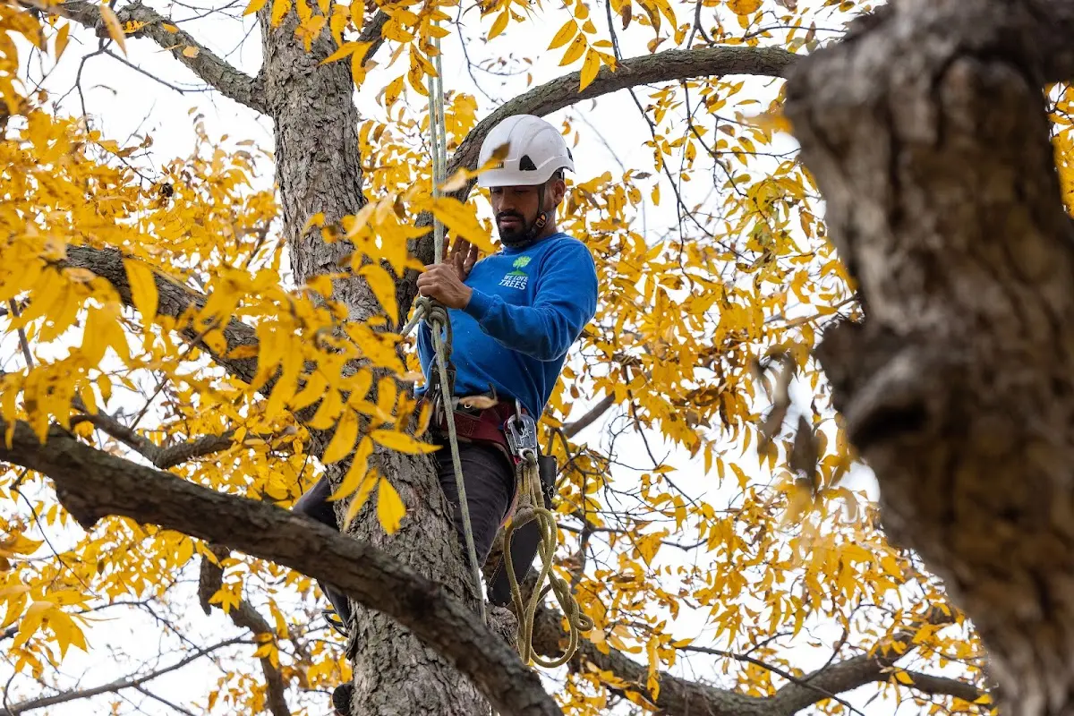 Skilled Tree Trimming crew working in Sacramento